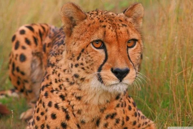 Cheetah HD Desktop Wallpapers : Widescreen : High Definition ...