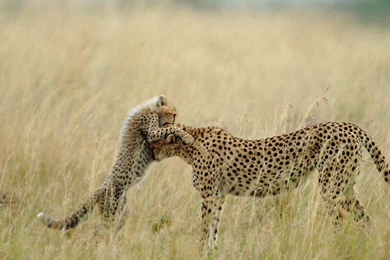 Cheetah Computer Wallpapers, Desktop Backgrounds