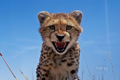 Adolescent Cheetah, Maasai Mara, Kenya