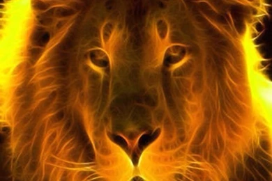 LION IPHONE WALLPAPER BACKGROUND