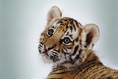 Cute Tiger Cub Wallpapers