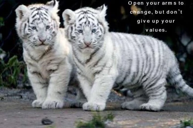 CUTE BABY TIGER WALLPAPER