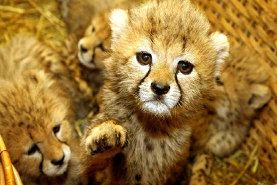 Sweet And Cute Animals Wallpapers