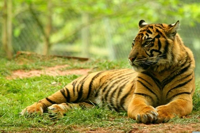 25+ Tigers HD Wallpapers For Your Desktop