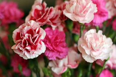 Carnation Wallpapers   Crazy Frankenstein