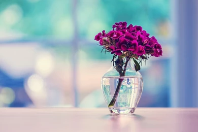 Carnation Flower Images And Wallpapers Download