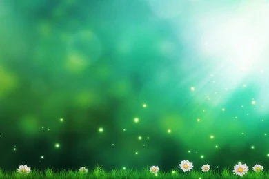 Daisies Green Backgrounds