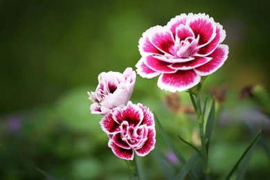 Carnation Flower Bouquet Wallpapers For Desktop & Mobile