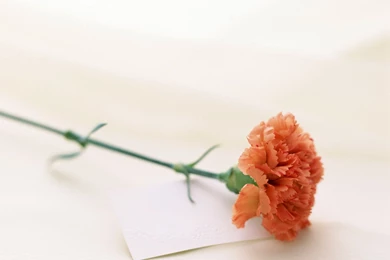 Carnation Wallpapers