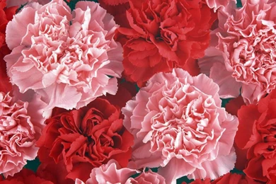 Download Wallpapers 3840x2160 Carnation, Buds, Red, Pink 4K Ultra ...