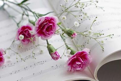 Carnation Flower Wallpapers Collection Of Beautiful Flowers