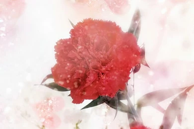 1600x1200 Carnation Wallpapers   Mother's Day Carnation Flowers ...