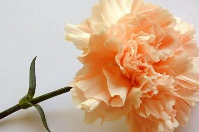 Carnation Wallpapers » WallDevil   Best Free HD Desktop And Mobile ...