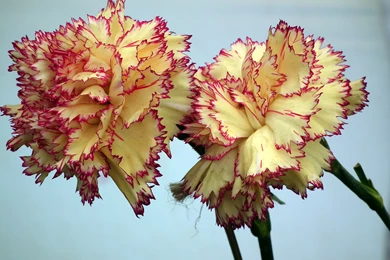 Yellow Pink Carnation Flower Wallpapers
