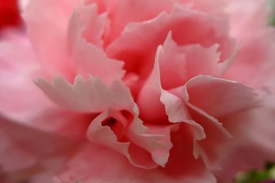 1600x1200 Carnation Wallpapers   Mother's Day Carnation Flowers ...