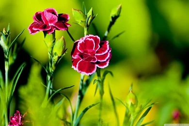 Pink Carnation Flowers HD Desktop Wallpapers : High Definition ...