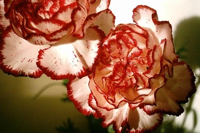 Free Wallpapers   Digital Photos