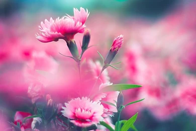 Wild Carnation HD Desktop Wallpapers : High Definition : Fullscreen ...