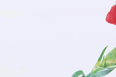 Download Wallpapers 3840x1200 Carnation, Flower, Close up Dual Wide ...