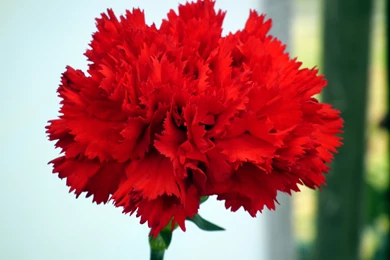 Carnation Flowers