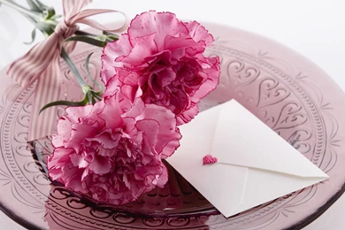 Carnation download wallpaper.jpg