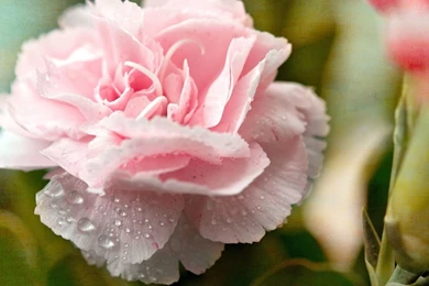 Carnation Wallpapers 07 – HD Wallpaper, Wallpapers Pics   The Best ...