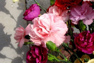 Mother's Day Carnation Flowers   Carnation Flowers Fpr Mother's ...