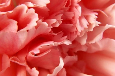 640x960 Macro Carnation Iphone 4 Wallpapers