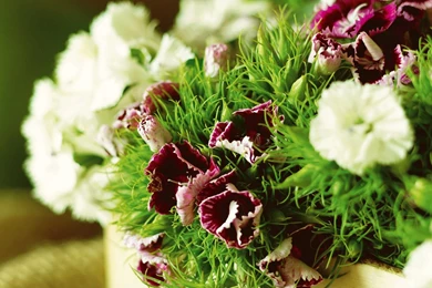 Flowers Archives   Page 12 Of 19   HD Wallpapers Source