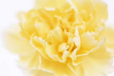 Carnation Computer Wallpapers, Desktop Backgrounds