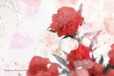 母亲节康乃馨鲜花图片1280x800 Wallpapers 37   Wallcoo.net