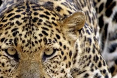 Pictures Cheetah Wallpapers For Phone J23 . Wallpapers.review