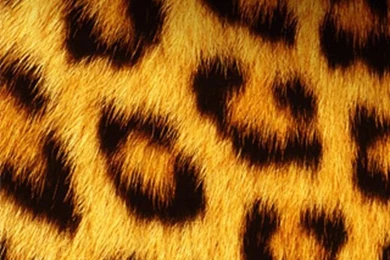 Gallery For   Cheetah Iphone 6 Wallpapers
