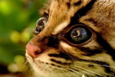 Download Wallpapers 750x1334 Baby, Cub, Kitten, Cheetah iPhone 6 HD ...