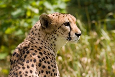 Cheetah Animal Wildlife Cat Chee Cats Background Images ~ Cats For ...