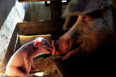 Cute Pigs Wallpapers And Images   Wallpapers, Pictures, Photos