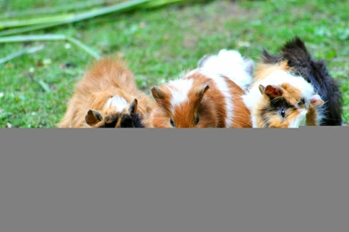 Guinea Pigs Wallpaper,guinea Pigs Wallpapers HD Wallpaper,food ...