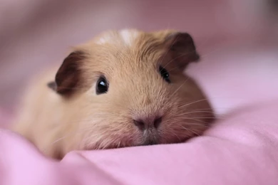 Cute Fluffy Guinea Pigs   Wallpaper.