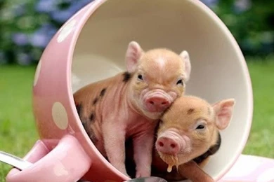 Cute Teacup Pigs   Wallpaper.