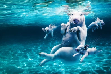Swimming Pigs Wallpapers   Funny Wallpapers