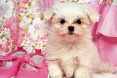 Cute Puppies Wallpapers Hd 3 Free Wallpapers   Hivewallpaper.com