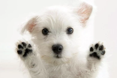 Cute Puppy Wallpapers