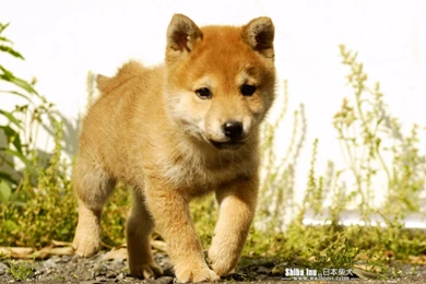 Free Download Shiba Inu Puppies Wallpapers HD