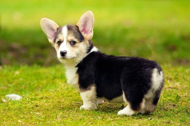 Cutest Pembroke Welsh Corgi Puppies Wallpapers