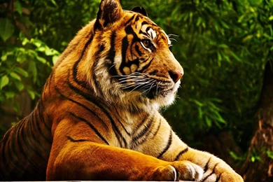 1920x1080 Tiger Desktop PC And Mac Wallpapers