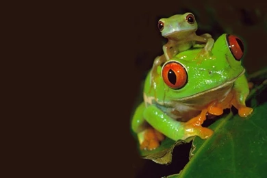 Tree Frog   Wallpaper.