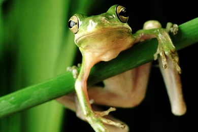 Frog Wallpaper Backgrounds