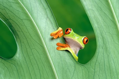 Cute Little Frog Wallpapers