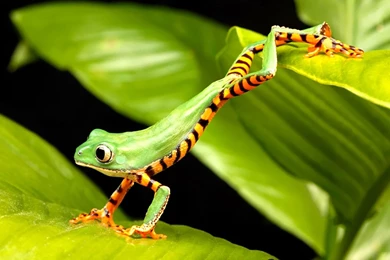 Green Frog HD Wallpaper.jpg