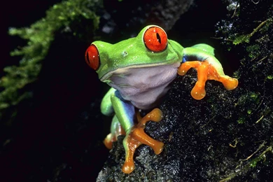 Frog Wallpapers Widescreen